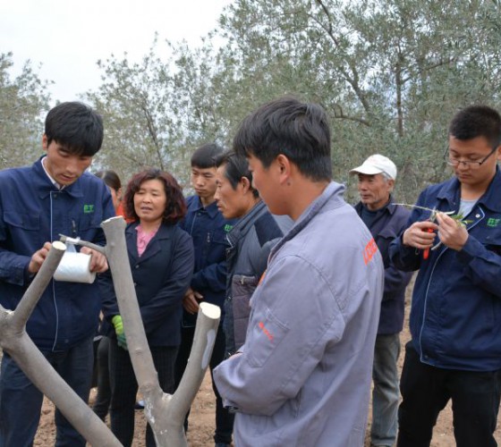 公司從產(chǎn)業(yè)鏈起始端著手，引進(jìn)良種優(yōu)苗，繁育基地苗圃，優(yōu)化樹(shù)種，以?xún)?yōu)質(zhì)的橄欖樹(shù)苗為生產(chǎn)特級(jí)初榨橄欖油提供基礎(chǔ)保障。在以自建萬(wàn)畝國(guó)家標(biāo)準(zhǔn)化油橄欖..