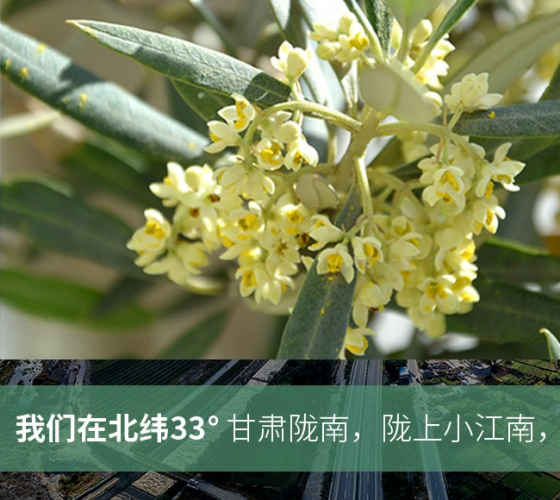武都的氣候、土壤等與地中海沿岸極其相似，同處于世界頂級(jí)油橄欖黃金生產(chǎn)帶（32°58--33°36）年平均氣溫為14.7°，年日照時(shí)數(shù)1911..